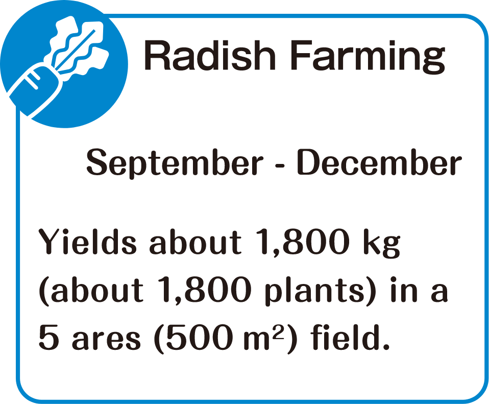 Radish Farming　September - December　Yields about 1,800 kg (about 1,800 plants) in a 5 ares (500 ㎡) field.