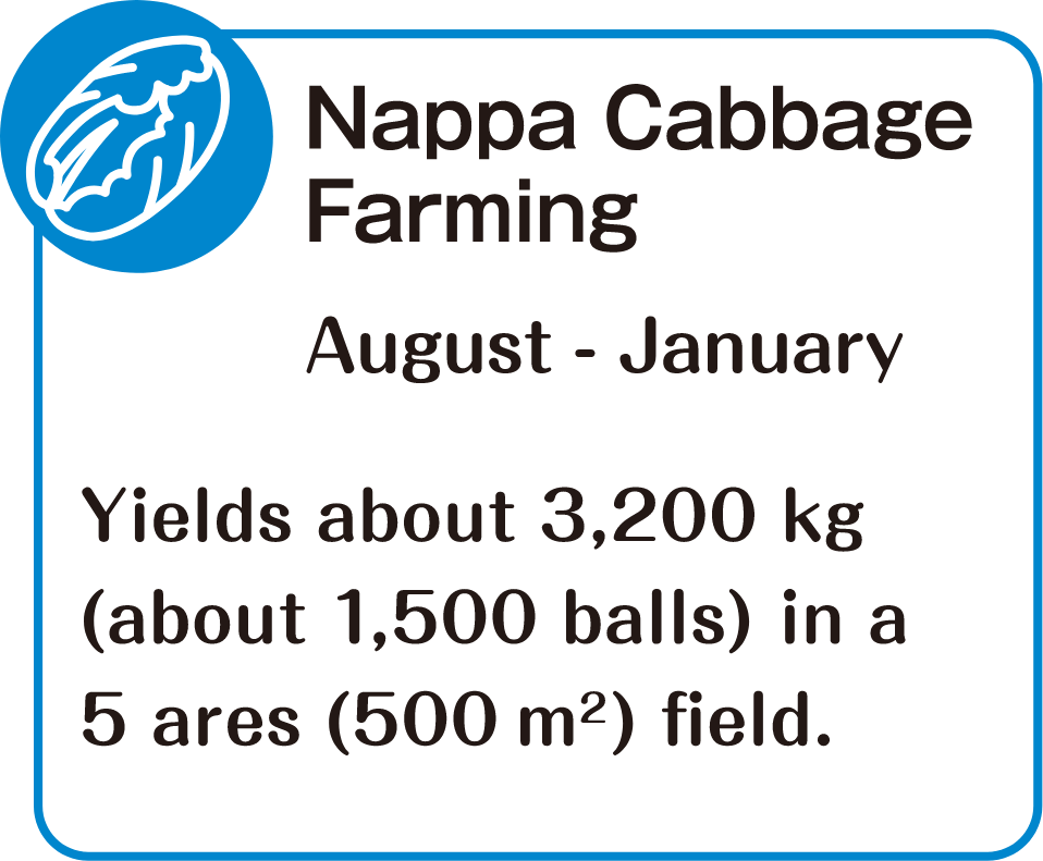 Nappa Cabbage Farming　August - January　Yields about 3,200 kg (about 1,500 balls) in a 5 ares (500 ㎡) field.